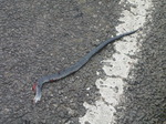 SX13907 Run over snake at Ogmore by Sea.jpg